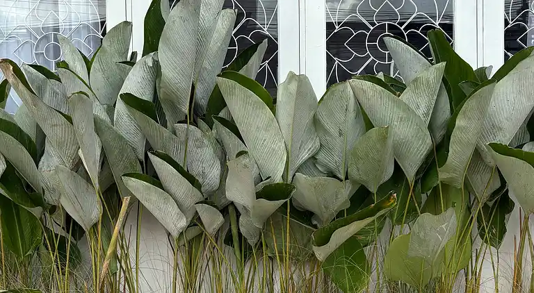 3BR Family Villa - 1 km to Chalong Pier with WiFi