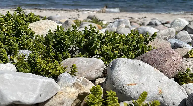Lækkert sommerhus ved Hasmark Strand