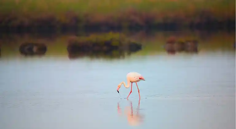 Flat in seafront residence with pool