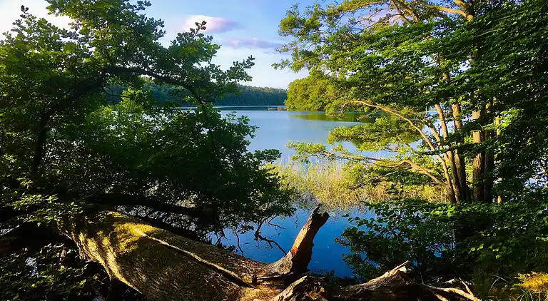 Apartment in Feldberg