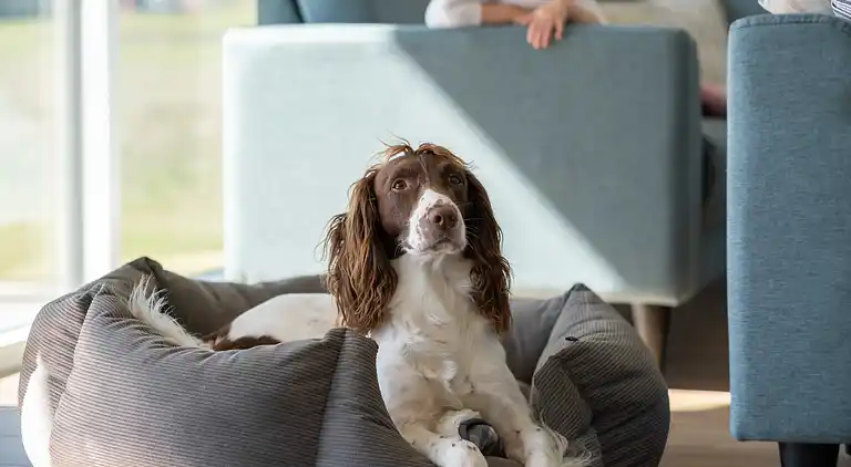 Große Ferienoase mit Pool & Spa bei Skåstrup