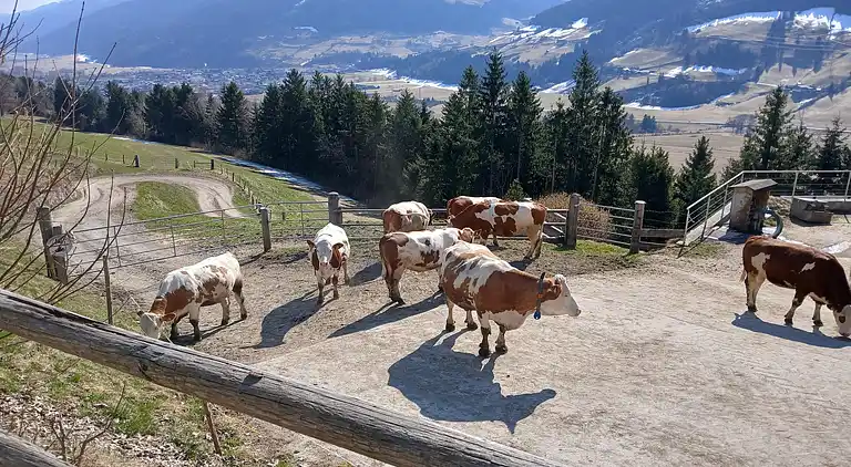 Apartment in Mittersill