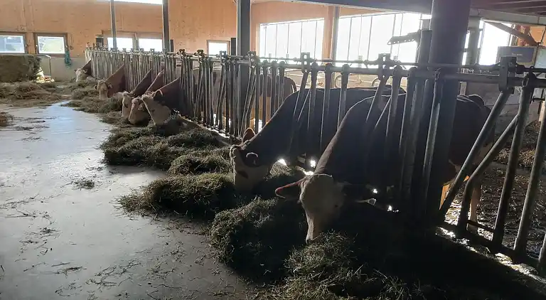 Apartment in Mittersill