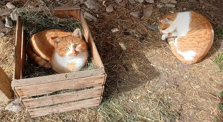 Apartment in Mittersill