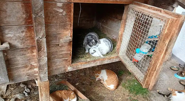 Apartment in Mittersill