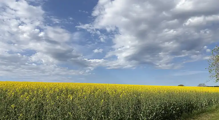 Skønt, ugeneret sommerhus nær strand